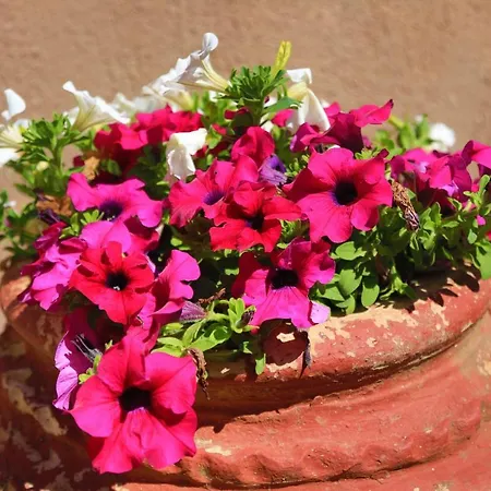 Kadith Agios Gordios *