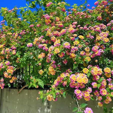 بيت للعطل Kadith Agios Gordios آغيوس غوذيوس